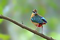 Image 64The Indian pitta (Pitta brachyura) is a passerine bird native to the Indian subcontinent. It inhabits scrub jungle, deciduous and dense evergreen forest. The pictured specimen was photographed at Bhawal National Park. Photo Credit: Md shahanshah bappy