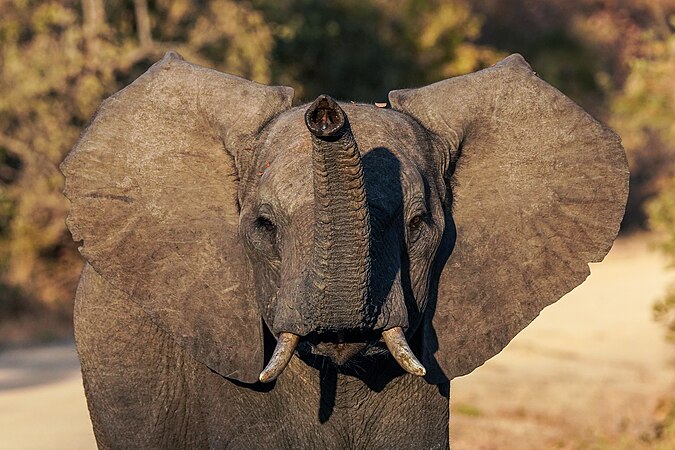 图为正在过马路的幼年雄性非洲草原象（Loxodonta africana），摄于赞比亚的卡富埃国家公园。高举的长鼻用于评估园区的车辆。