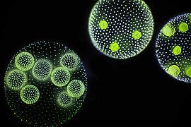 Volvox, a genus of chlorophyte green algae which form spherical colonies of up to 50,000 cells