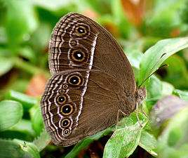 Ventral view