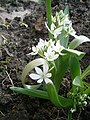 Ornithogalum balansae