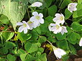 Oxalis acetosella