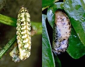 Larva and Pupa