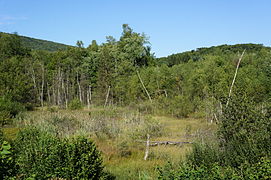 Swampy area where the Samson well is located