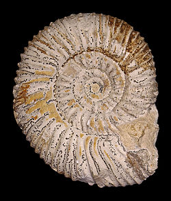 Fossil of the Middle Jurassic ammonoid Reineckeia eusculpta