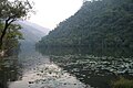 Lotus flowers in Renuka Lake, Himachal Pradesh