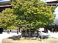 Sakon no Sakura tree