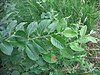 Saule (Salix aurita), Saint-Aubin-le-Cauf, France - 20100703-02.jpg
