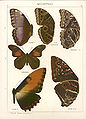 Plate from Adalbert Seitz. Top left are Morpho helenor limpidus Butler, 1872, from Costa Rica and Morpho helenor hyacinthus Butler, 1866, from Honduras.