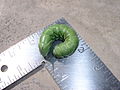 Tomato hornworm larva