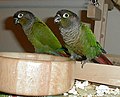 Green-cheeked parakeet (Pyrrhura molinae)