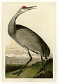 261. Hooping Crane (Whooping Crane)