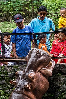Hippopotamus greeting the visitors