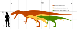 Afrovenator, Dubreuillosaurus, and Magnosaurus compared to a human