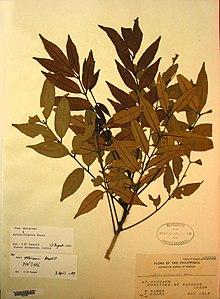 Herbarium specimen of "Aglaia elliptica"