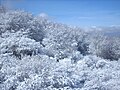 Snow-covered trees in February, northern side