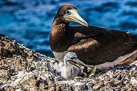 Male with chick in São Pedro and São Paulo Archipelago, Pernambuco, Brazil