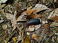 Pill millipede spotted in Borneo