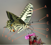 Photograph of a butterfly perched and sipping from a flower with the parts of the body labelled