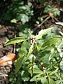 Cardamine bulbifera young plant