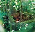 Female Cardinal on her nest.