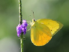 黃裙遷粉蝶 Catopsilia scylla