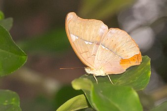 Ventral view