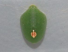 Pupa