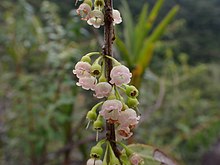 Diogenesia Bolivian, one of the species of Diogenesia.