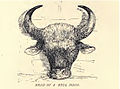 Head of bull bison...236