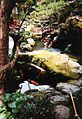 Japanese water garden with carp