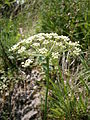 Laserpitium gallicum inflorescence