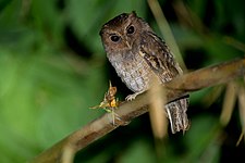 Rufescent screech-owl