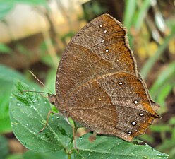 Ventral view (wet-season form)