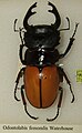 Odontolabis femoralis