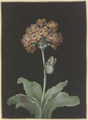 Orangerote Aurikel (Primula auricula) mit Stachelbeer-Harlekin und sich einspinnender Raupe