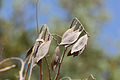 Seed pods