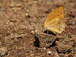 Ventral view