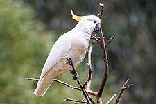 Sulphur-crested Cockatoo (Cacatua galerita)