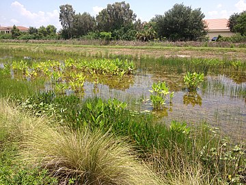 Ten Mile Canal's Filter Marsh, which includes a number of attractive plants to filter the canal's water