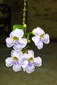 สร้อยอินทนิล Thunbergia grandiflora