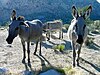 Three burros stand on a rocky hillside, with chollas and yuccas behind them.