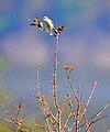 Yellow-bellied prinia