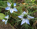 Nigella damascena