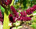 Amaranthus cruentus 'Foxtail' flower closeup