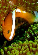 A. sandaracinos (Orange anemonefish) showing the broader white stripe extending to the upper lip.