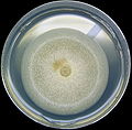 Aspergillus nidulans