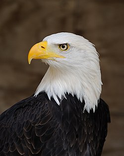 Portrait of a Bald Eagle