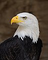 Bald Eagle Portrait