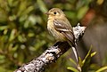 Buff-breasted Flycatcher - Cochise County, Arizona